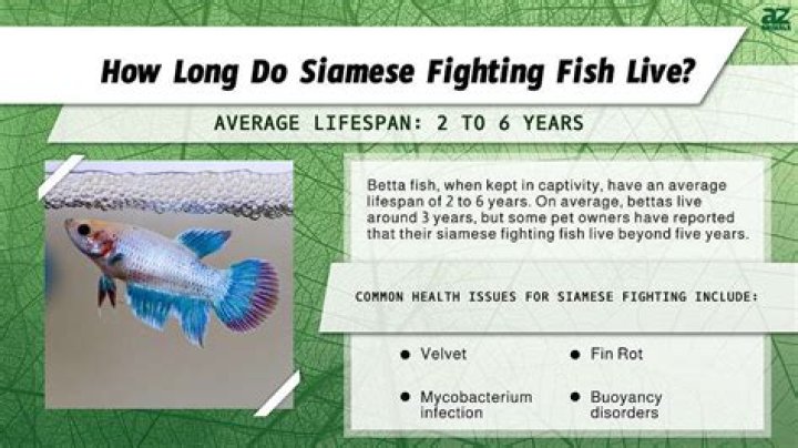 How Long Is A Betta Fish Life Span