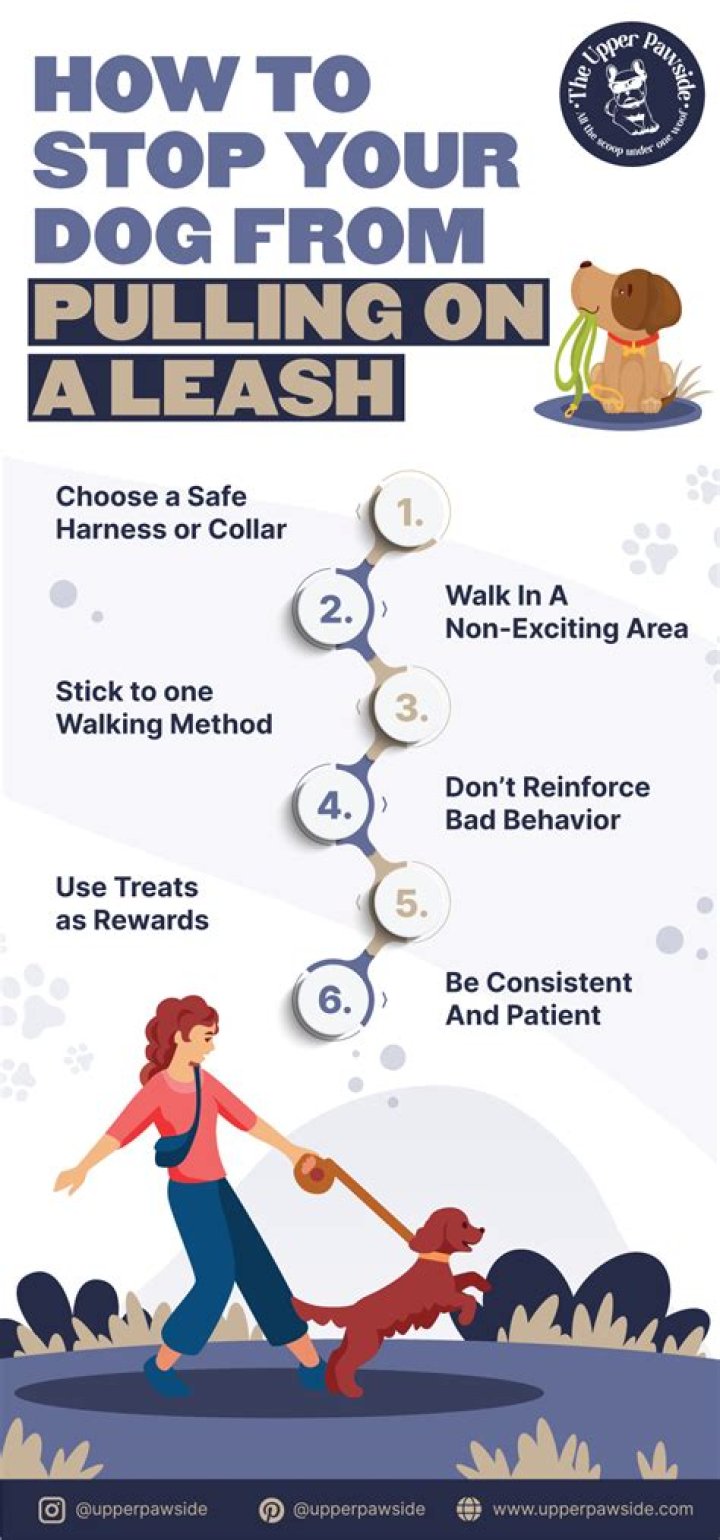 How To Stop A Dog From Pulling Cesar Millan