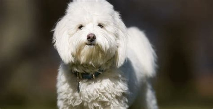 Question: How Long Do Coton De Tulear Dogs Live
